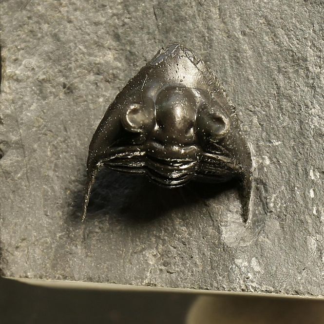 Main Image Enrrolled Megistaspis elongata Trilobite