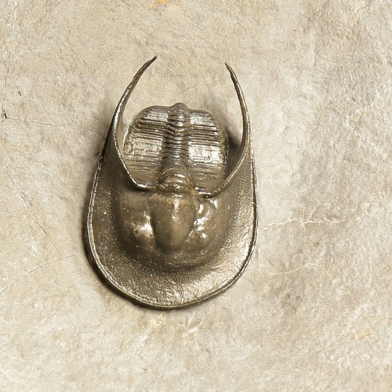  Sold! Harpes Trilobite – Finely Prepared Devonian Fossil from Jbel Oudriss (4.7 cm)