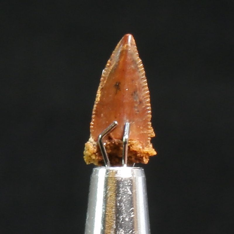 Abelisaurid Dinosaur Tooth 