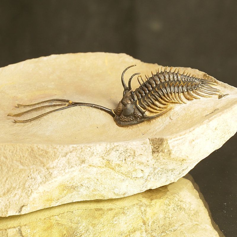 Walliserops trifurcatus Trilobite – Spiny Devonian Fossil from Morocco (8 cm)