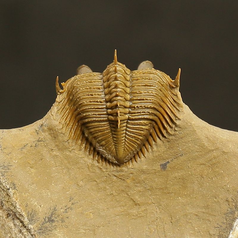 Erbenochile erbeni Trilobite – Tower-Eyed Devonian  (4 cm)