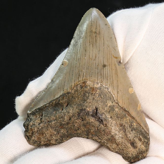 Main Image Authentic Megalodon Fossil Tooth