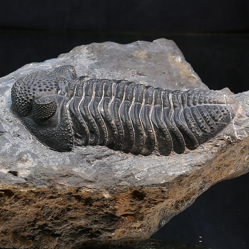 Trilobite Drotops from Morocco.